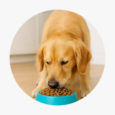 Alimentação & Acessórios